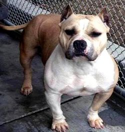 BLUE EDGE PEACHES AND CREAM